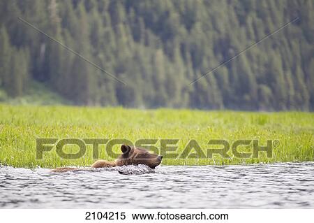 Grizzly bear (ursus arctos horribilis) swimming in water at the khutzeymateen grizzly bear sanctuary near prince rupert; british columbia canada View Large Photo Image Stock Photography - Grizzly bear (ursus arctos horribilis) swimming in water at the khutzeymateen grizzly bear sanctuary near prince rupert; british columbia canada. Fotosearch