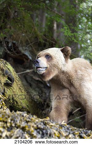 Grizzly bear (ursus arctos horriblis) close up walking directly over a trail at the khutzeymateen grizzly bear sanctuary near prince rupert; british columbia canada View Large Photo Image Stock Photograph - Grizzly bear (ursus arctos horriblis) close up walking directly over a trail at the khutzeymateen grizzly bear sanctuary near prince rupert; british columbia canada. Fotosearch