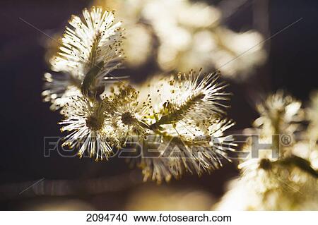 Growth on the tip of a tree branch; dawson city, yukon, canada View Large Photo Image Stock Image - Growth on the tip of a tree branch; dawson city, yukon, canada. Fotosearch