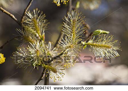 Stock Image - Growth on the tip of a tree branch; dawson city, yukon, canada. Fotosearch