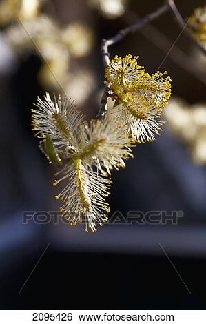 Growth on the tip of a tree branch; dawson city yukon canada View Large Photo Image Stock Photograph - Growth on the tip of a tree branch; dawson city yukon canada. Fotosearch