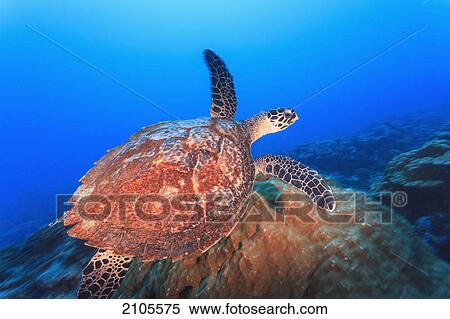 Hawksbill turtle (eretmaochelys imbricata); bora bora island society islands french polynesia south pacific View Large Photo Image Stock Photography - Hawksbill turtle (eretmaochelys imbricata); bora bora island society islands french polynesia south pacific. Fotosearch