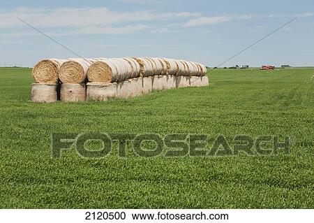 Stock Image - Hay bales stacked in a field with clouds and blue sky east of airdrie; alberta canada. Fotosearch