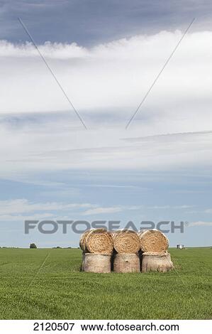 Stock Photo - Hay bales stacked in a field with clouds and blue sky east of airdrie; alberta canada. Fotosearch