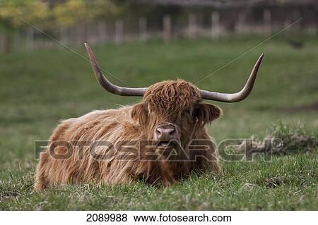 Stock Photo - Highland cow; hirsel, scottish borders, scotland. Fotosearch