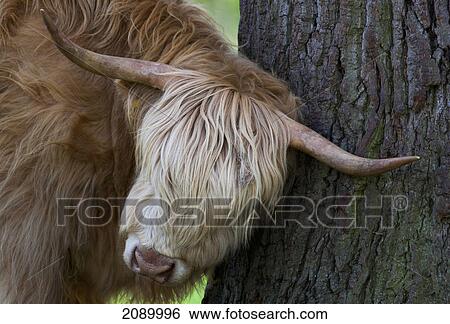 Highland cow rubbing it's head against a tree trunk; hirsel, scottish borders, scotland View Large Photo Image Stock Photograph - Highland cow rubbing it's head against a tree trunk; hirsel, scottish borders, scotland. Fotosearch