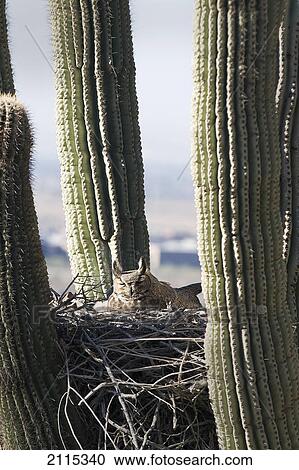Horned owl in a nest inside a cactus plant; phoenix arizona united states of america View Large Photo Image Stock Image - Horned owl in a nest inside a cactus plant; phoenix arizona united states of america. Fotosearch