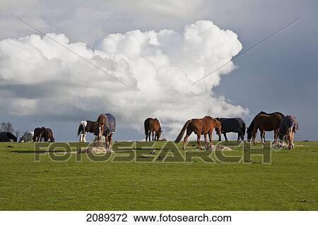Horses grazing on hay in a field; warwickshire, england View Large Photo Image Stock Image - Horses grazing on hay in a field; warwickshire, england. Fotosearch