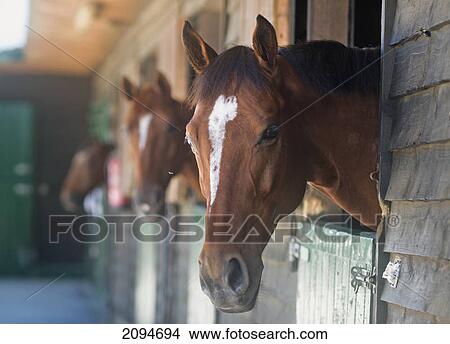 Horses in their stalls; mijas costa, malaga, costa del sol, andalusia, spain View Large Photo Image Picture - Horses in their stalls; mijas costa, malaga, costa del sol, andalusia, spain. Fotosearch