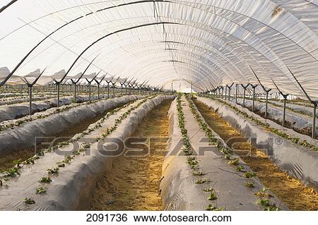 Hothouse used for growing strawberries near palos de la frontera; huelva province, andalusia, spain View Large Photo Image Stock Photograph - Hothouse used for growing strawberries near palos de la frontera; huelva province, andalusia, spain. Fotosearch