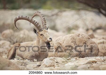 Stock Image - Ibex laying on the rocky ground; jordan valley israel. Fotosearch