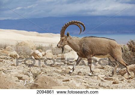 Ibex walking on the rocky ground by the dead sea; jordan valley israel View Large Photo Image Stock Image - Ibex walking on the rocky ground by the dead sea; jordan valley israel. Fotosearch