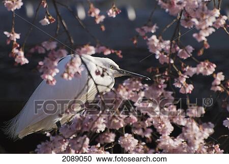 Stock Image - Japanese white egret in a cherry blossom tree; kyoto, japan. Fotosearch