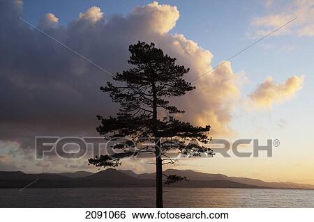 Kenmare bay at sunset, near blackwater, county kerry, ireland View Large Photo Image Stock Photograph - Kenmare bay at sunset, near blackwater, county kerry, ireland. Fotosearch