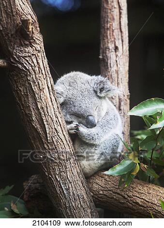 Stock Photo - Koala; gold coast queensland australia. Fotosearch