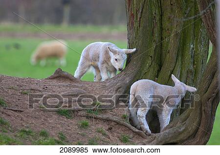 Lambs playing around the base of a tree; northumberland, england View Large Photo Image Stock Photography - Lambs playing around the base of a tree; northumberland, england. Fotosearch