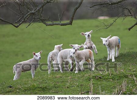 Lambs playing in a field; northumberland, england View Large Photo Image Stock Image - Lambs playing in a field; northumberland, england. Fotosearch