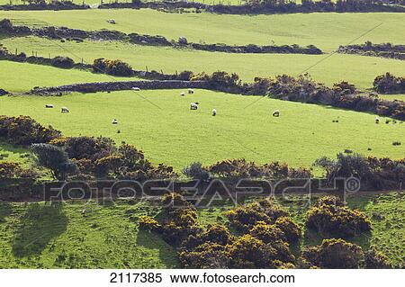 Landscape and farming land; dingle peninsula county kerry ireland View Large Photo Image Stock Photography - Landscape and farming land; dingle peninsula county kerry ireland. Fotosearch