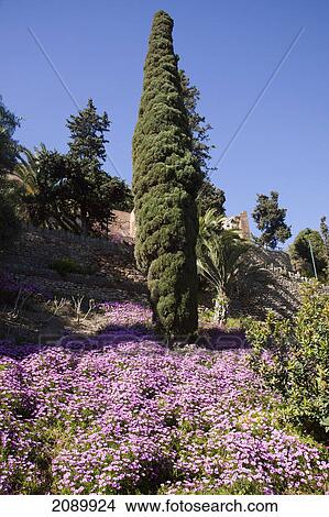 Landscaped gardens at alcazaba; malaga, andalusia, spain View Large Photo Image Picture - Landscaped gardens at alcazaba; malaga, andalusia, spain. Fotosearch