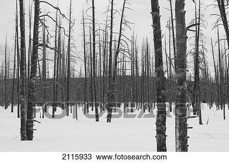 Leafless trees in the snow in winter in yellowstone national park; wyoming united states of america View Large Photo Image Stock Image - Leafless trees in the snow in winter in yellowstone national park; wyoming united states of america. Fotosearch