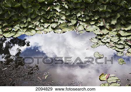 Leaves floating in the water with clouds reflected in a shallow pool; gold coast queensland australia View Large Photo Image Stock Photo - Leaves floating in the water with clouds reflected in a shallow pool; gold coast queensland australia. Fotosearch