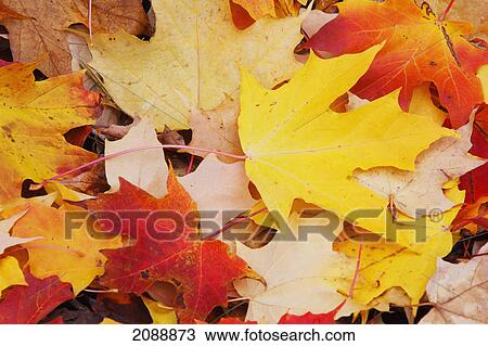 Leaves in autumn colours; oregon, united states of america View Large Photo Image Stock Image - Leaves in autumn colours; oregon, united states of america. Fotosearch