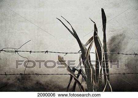 Leaves of a plant against a barbed wire fence; yelapa, jalisco, mexico View Large Photo Image Stock Photograph - Leaves of a plant against a barbed wire fence; yelapa, jalisco, mexico. Fotosearch