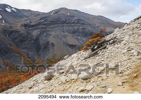 Lenga trees in valle ascensio; patagonia chile View Large Photo Image Picture - Lenga trees in valle ascensio; patagonia chile. Fotosearch