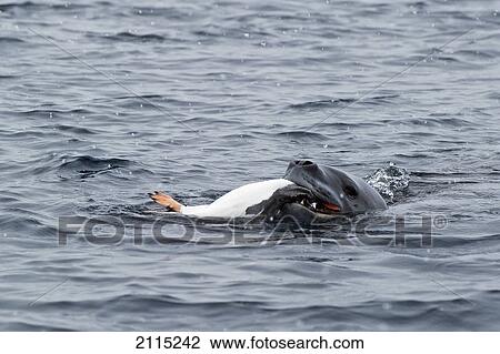 Leopard seal (hydrurga leptonyx); antarctica View Large Photo Image Stock Image - Leopard seal (hydrurga leptonyx); antarctica. Fotosearch