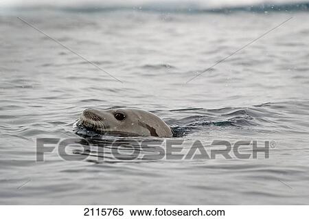 Leopard seal (hydrurga leptonyx); antarctica View Large Photo Image Stock Photography - Leopard seal (hydrurga leptonyx); antarctica. Fotosearch