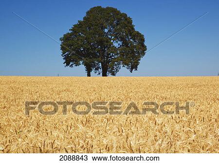 Stock Image - Lone tree in a wheat field in willamette valley; oregon, united states of america. Fotosearch