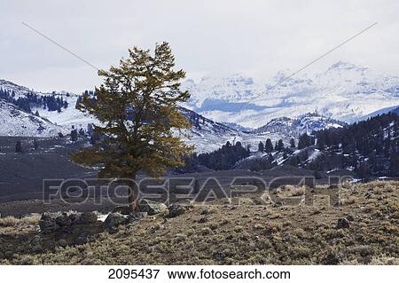 Lone tree on a mountain side in yellowstone national park; wyoming united states of america View Large Photo Image Stock Photo - Lone tree on a mountain side in yellowstone national park; wyoming united states of america. Fotosearch