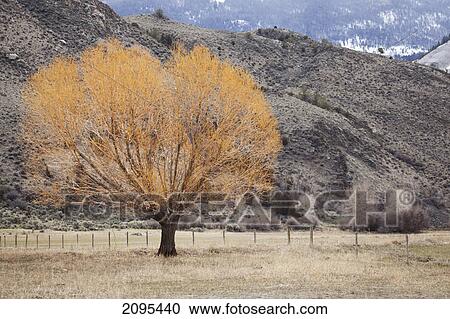 Stock Image - Lone tree with mountain in the background near bozeman; montana united states of america. Fotosearch
