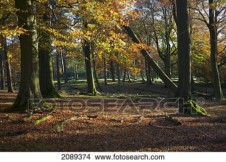 Picture - Longshaw estate and sunlight under the trees; derbyshire, england. Fotosearch
