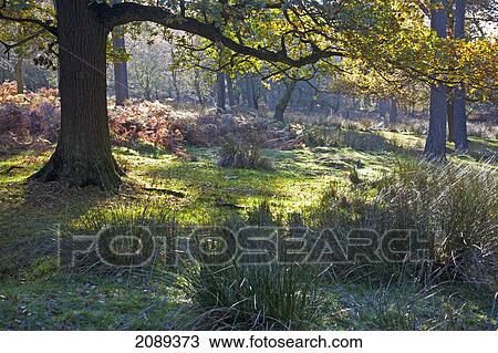 Stock Image - Longshaw estate and sunlight under the trees; derbyshire, england. Fotosearch