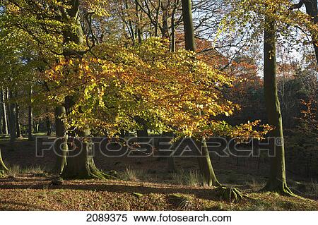 Stock Photography - Longshaw estate and trees in autumn colours; derbyshire, england. Fotosearch