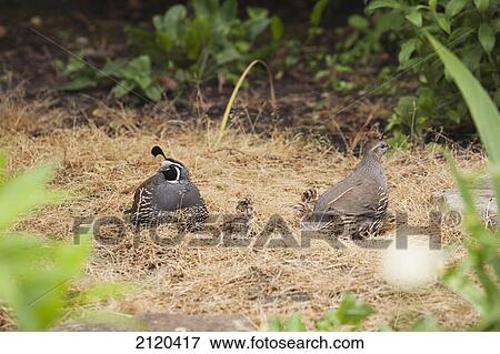 Male and female quail with chicks on a grassy area in the woods; kelowna british columbia canada View Large Photo Image Stock Photo - Male and female quail with chicks on a grassy area in the woods; kelowna british columbia canada. Fotosearch