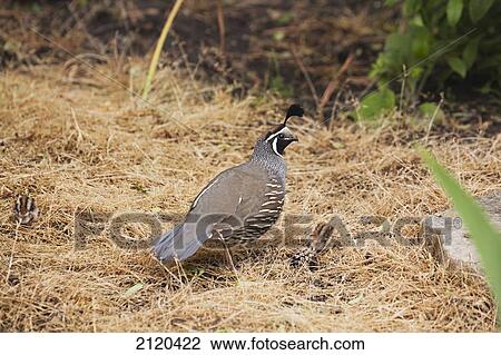 Male quail with chicks on a grassy area in the woods; kelowna british columbia canada View Large Photo Image Stock Image - Male quail with chicks on a grassy area in the woods; kelowna british columbia canada. Fotosearch