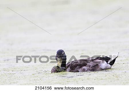 Stock Photograph - Mallard duck on the water; st. albert alberta canada. Fotosearch