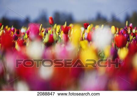 Stock Photo - Morning light over tulip field at wooden shoe tulip farm; woodburn, oregon, united states of america. Fotosearch