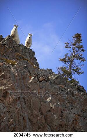 Stock Photography - Mountain goats (oreamnus americanus) standing on a rock ledge looking down; carcross, yukon, canada. Fotosearch