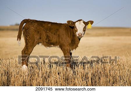 Stock Photography - Newborn calf in stubble field; alberta, canada. Fotosearch