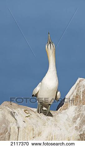 Northern gannet (morus bassanus); saltees islands county wexford ireland View Large Photo Image Stock Image - Northern gannet (morus bassanus); saltees islands county wexford ireland. Fotosearch