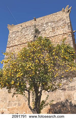 Orange tree in front of a tower of the castle of the guzmans, against a blue sky; niebla, huelva province, andalusia, spain View Large Photo Image Stock Image - Orange tree in front of a tower of the castle of the guzmans, against a blue sky; niebla, huelva province, andalusia, spain. Fotosearch