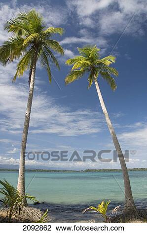 Palm trees along the water; bocas del toro, panama View Large Photo Image Stock Image - Palm trees along the water; bocas del toro, panama. Fotosearch