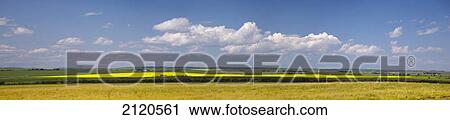 Stock Image - Panarama of a flowering canola field on a green rolling hill with clouds and blue sky south of high river; alberta canada. Fotosearch