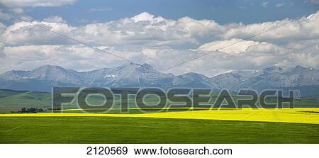 Stock Photo - Panarama of a flowering canola field bordered by a green field and rolling hills with mountains in the background with clouds and blue sky west of high river; alberta canada. Fotosearch