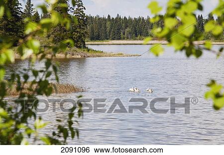 Stock Photograph - Pelicans in elk island national park; alberta, canada. Fotosearch