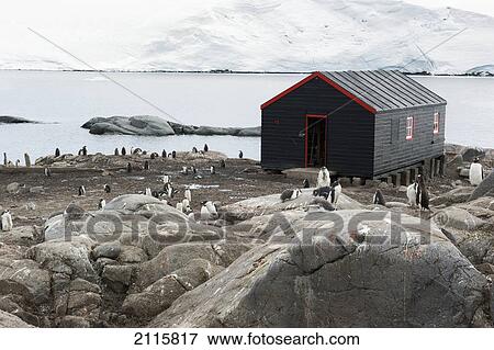 Stock Photo - Penguins around a black building on the water's edge; port lockroy antarctica. Fotosearch