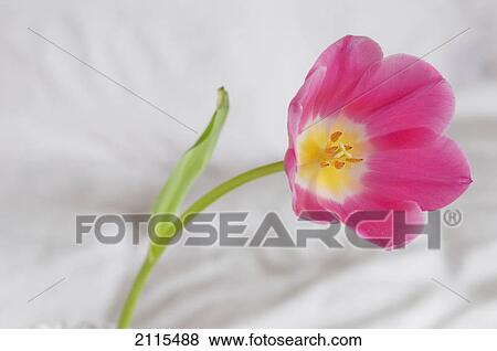 Pink tulip; edmonton alberta canada View Large Photo Image Stock Photo - Pink tulip; edmonton alberta canada. Fotosearch